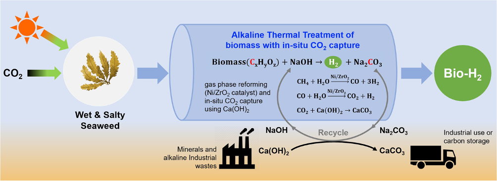  Alkaline thermal treatment (ATT) of seaweed innovatively produces high purity bio-H2 from wet and salty biomass feedstock with a carbon capture and storage potential.